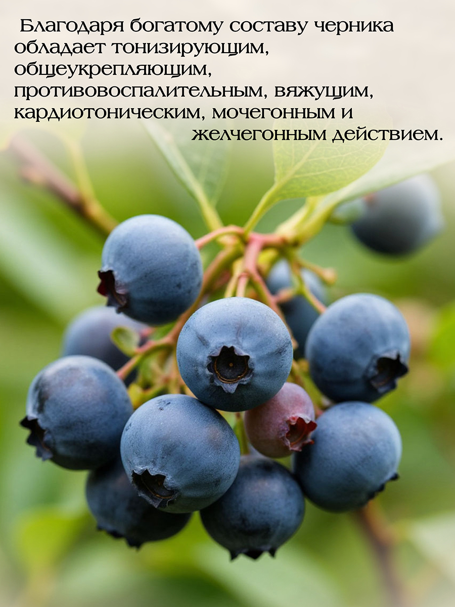 Черника Экстракт ( 60 капсул )  для укрепления стенок сосудов глазного дна и улучшения кровоснабжения головного мозга
