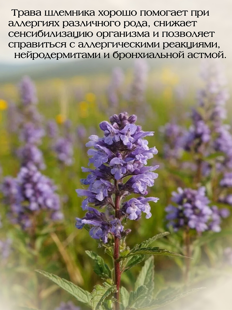 Шлемник Байкальский Экстракт ( 60 капсул )  ноотроп, успокаивающее, для сосудов