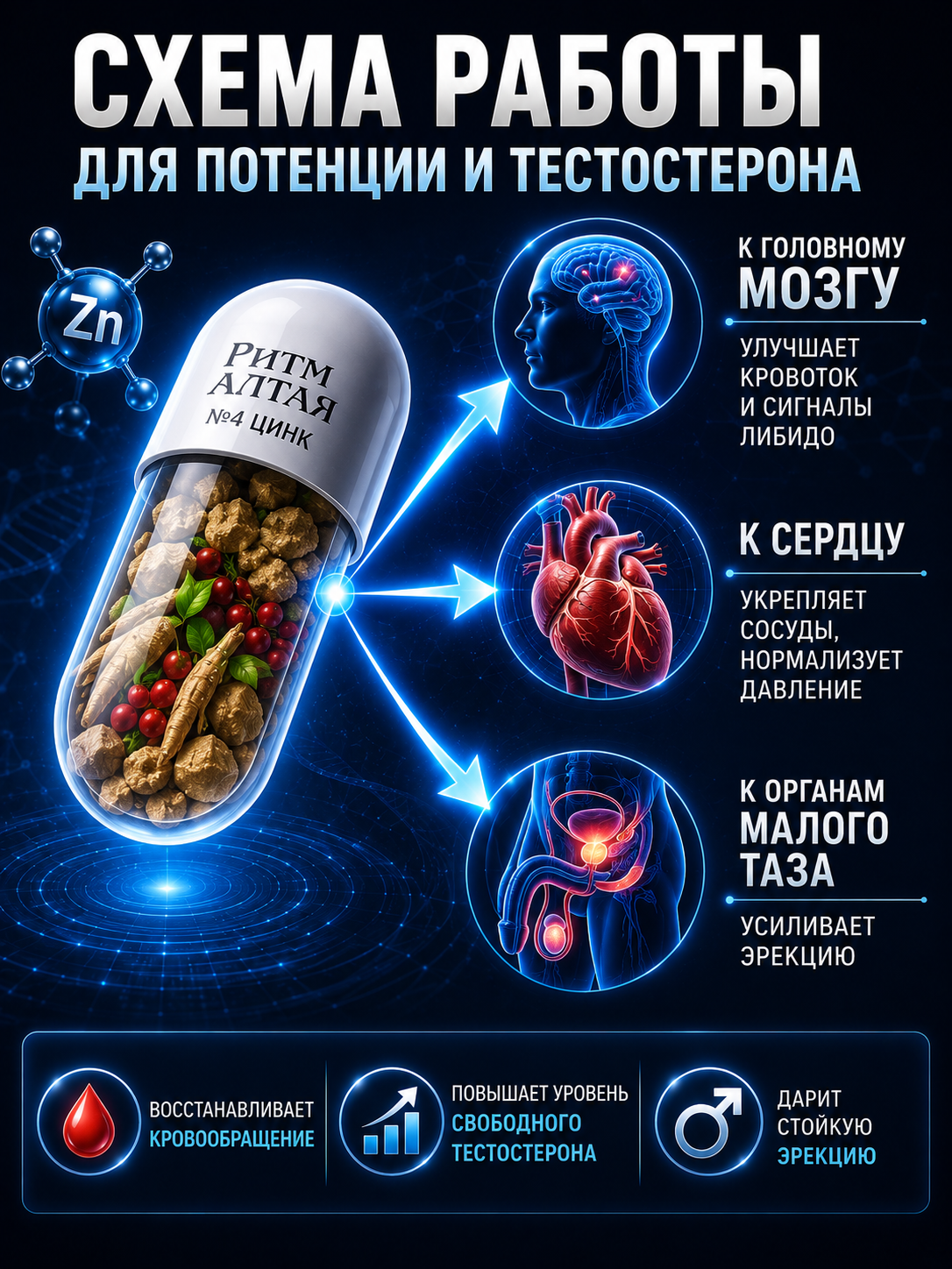 Мужские витамины для энергии, тонуса, потенции Ритм Алтая Цинк, красный корень, рейши, женьшень для мужчин от простатита