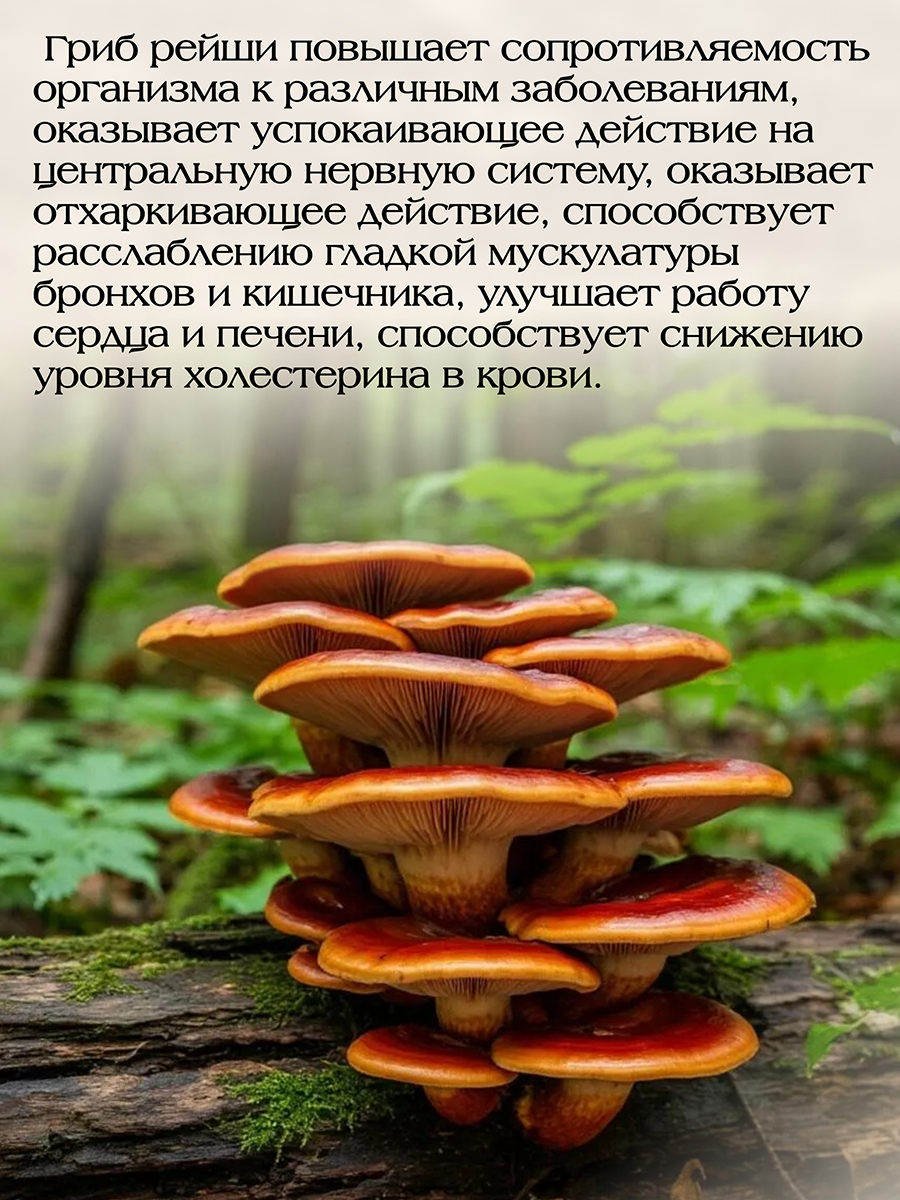 Чага - Рейши Плюс  ( 56 капсул ) обладает противоопухолевым, иммуномодулирующим и антиоксидантным действием