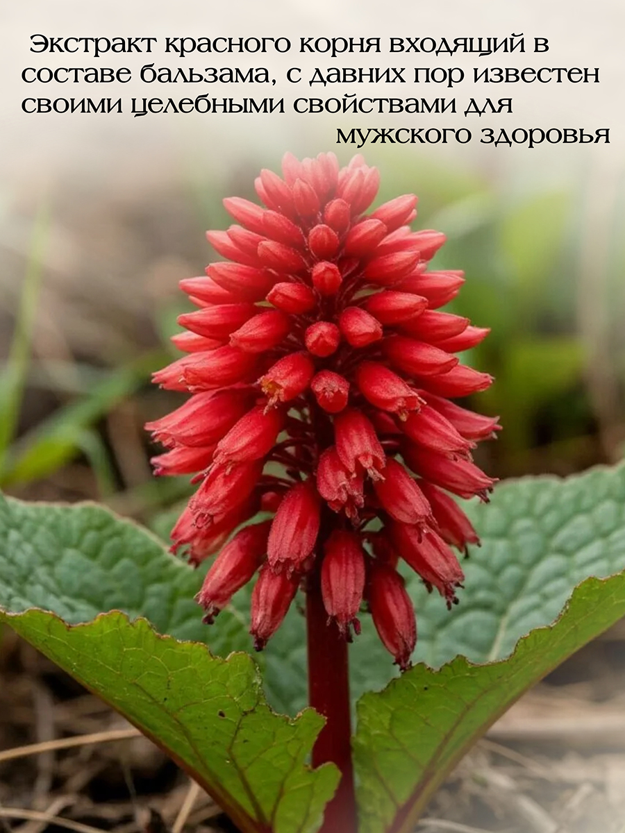 Бальзам Монастырский "Мужской" ( 250 мл ) для коррекции возрастных изменений, нормализации гормонального баланса