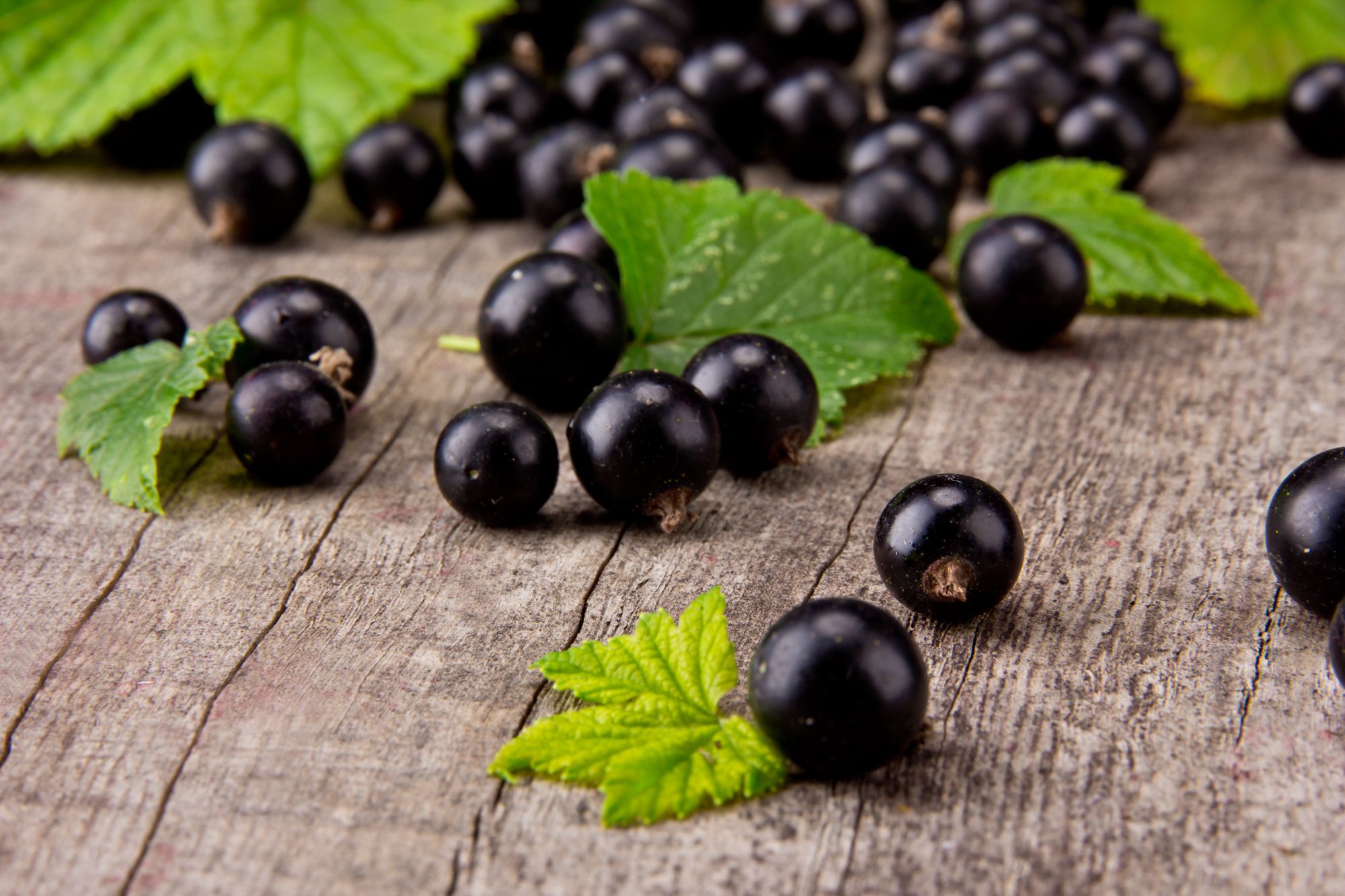 Blackcurrant. Смородина ягода. Плоды черной смородины. Смородина чёрная. Темные ягоды.