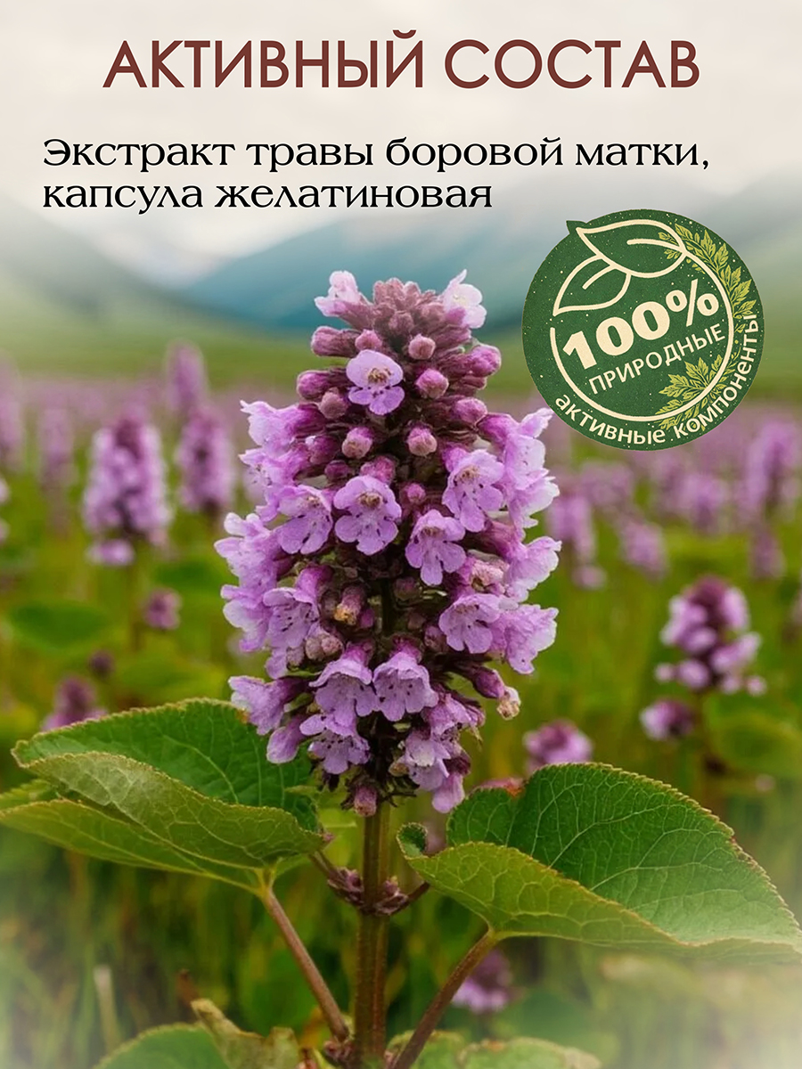 Боровая Матка экстракт. Для поддержания здоровья мочеполовой системы у женщин. 60 кап