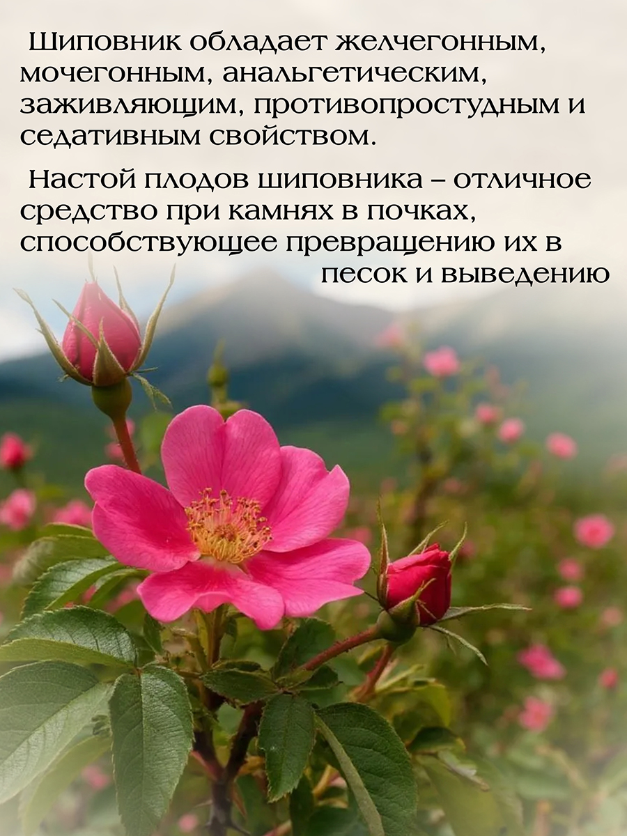  Для растворения камней в почках, мочевом и желчном пузырях (150гр )  ручной сбор от Данилы Травника