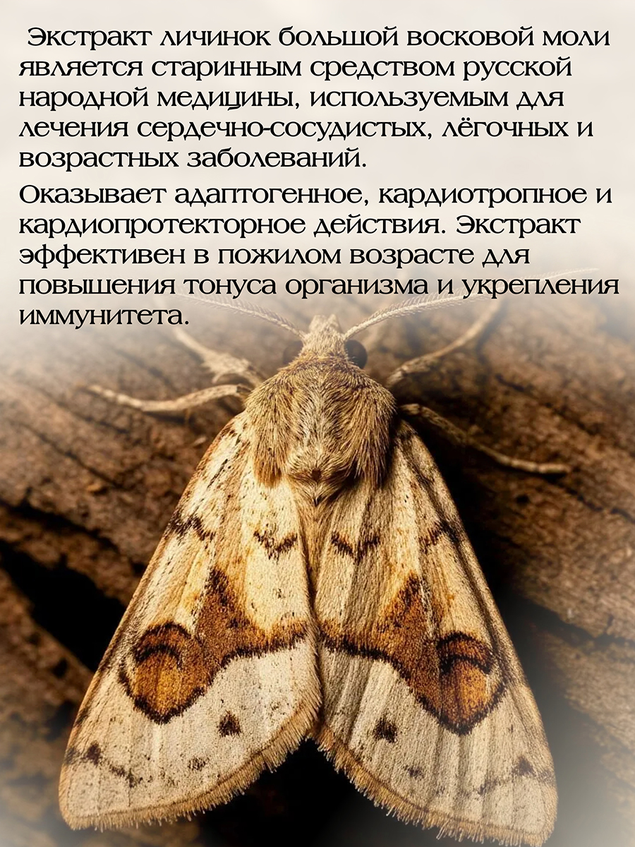 Бронхострон ( 56 капсул ) для профилактики заболеваний бронхо-легочной системы