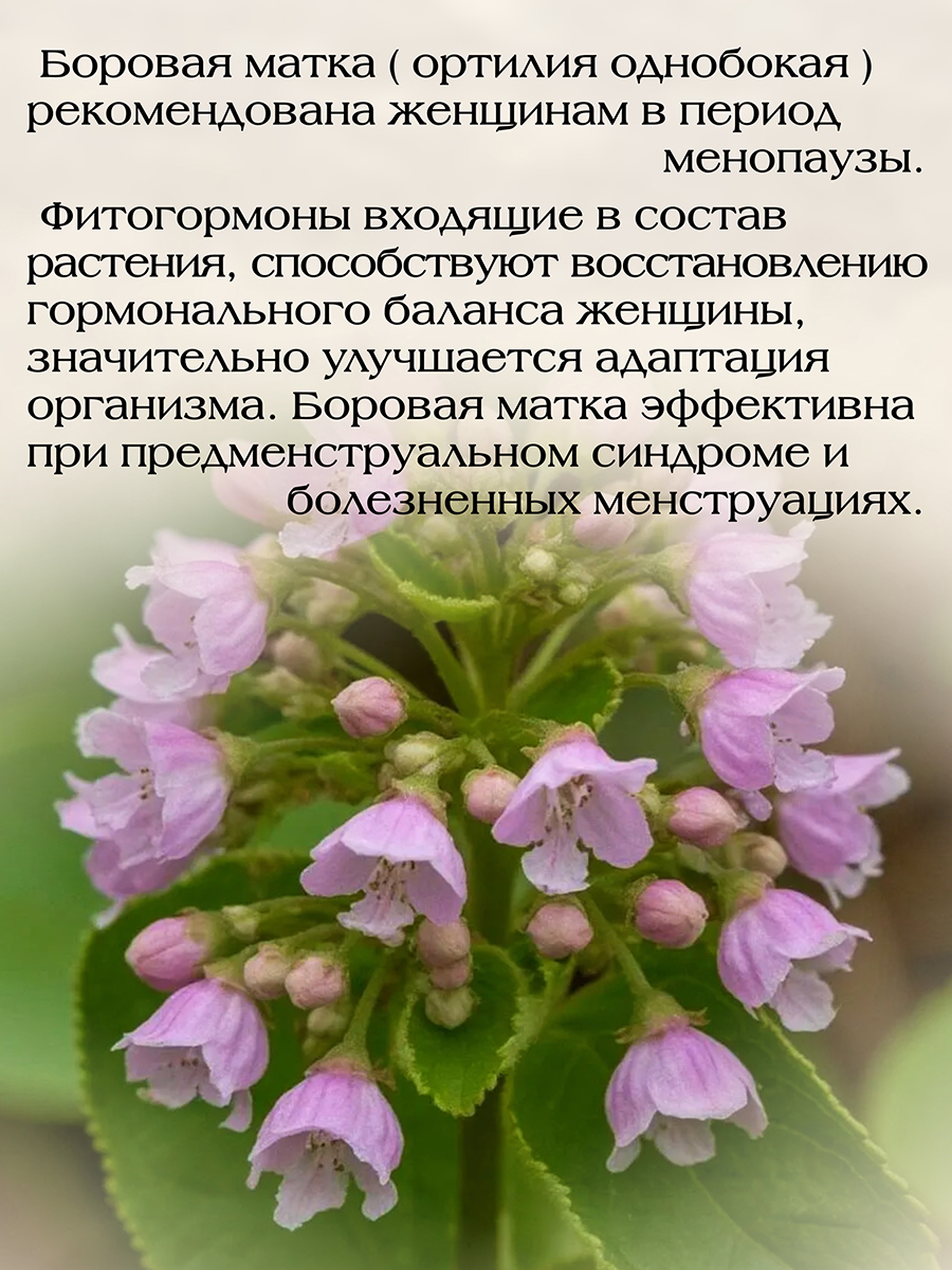 Боровая Матка экстракт. Для поддержания здоровья мочеполовой системы у женщин. 60 кап