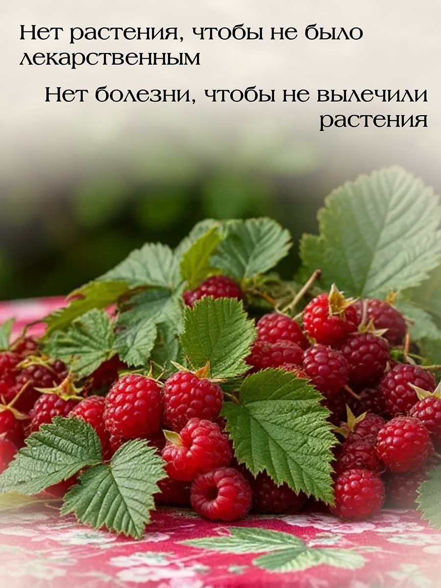 Иван чай ферментированный с Лесными Ягодами 50гр.   Не содержит кофеин. Бодрит и поднимает дух.